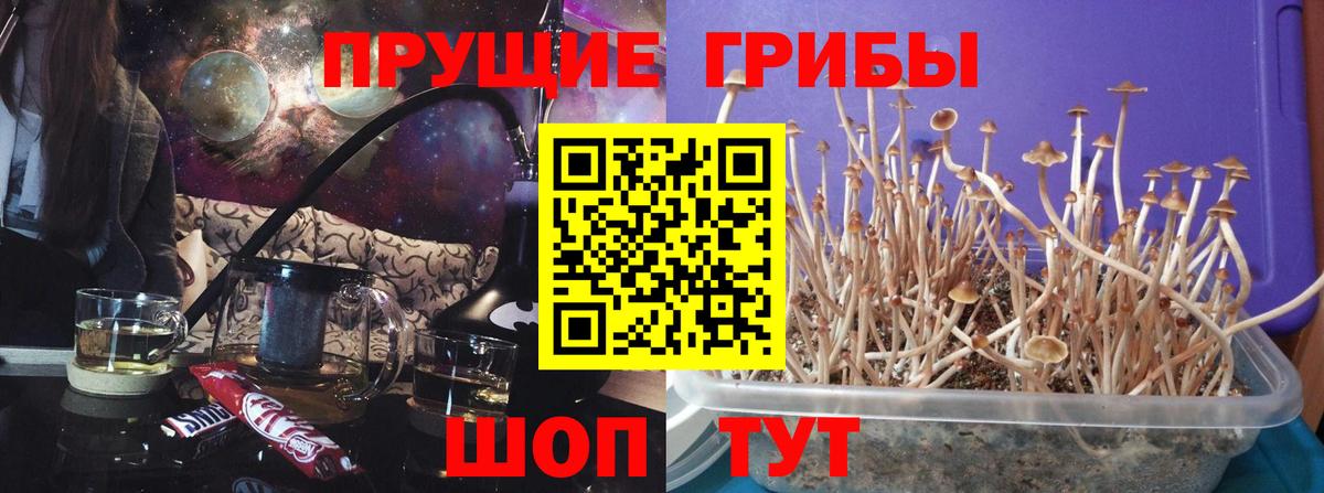 Псилоцибиновые грибы прущие грибы  Псилоцибиновые грибы GOLDEN TEACHER  Гурьевск 